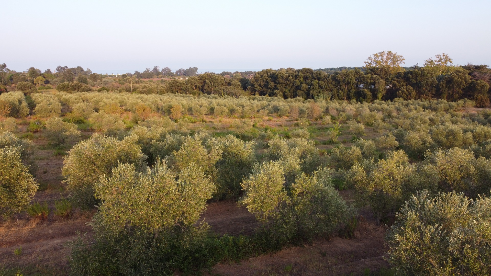 Huile d''olive Corse - Oliu Venturini